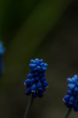 Yeşil arka plan üzerinde Muscari çiçek