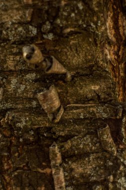 bir ağacın kabuğu üzerinde katılaşmış reçineler