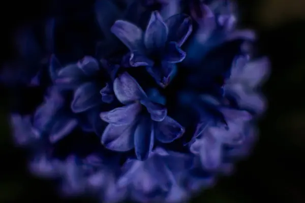 Flowers Hyacinths Beautiful Color Photos Macro — Stock Photo, Image