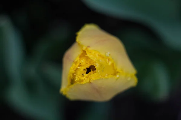 Boccioli Tulipano Non Completamente Fioriti — Foto Stock