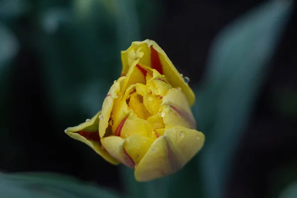 Zcela Rozkvetou Tulipán — Stock fotografie