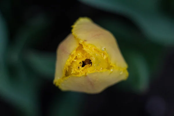 Boccioli Tulipano Non Completamente Fioriti — Foto Stock
