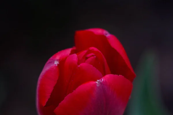 Inte Helt Blomade Tulpanknoppar — Stockfoto