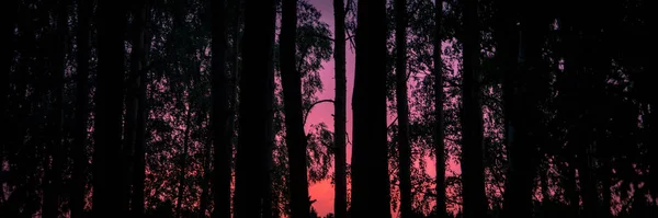 Puesta Sol Roja Carmesí Vista Desde Detrás Los Árboles Puesta — Foto de Stock