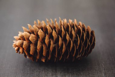 Siyah ve beyaz arka plan uçuş efekti üzerindeki makro fotoğrafçılıktaki tümsekler kahverengi arka plan dokusunu şişirir