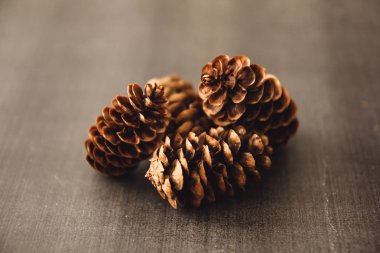 Siyah ve beyaz arka plan uçuş efekti üzerindeki makro fotoğrafçılıktaki tümsekler kahverengi arka plan dokusunu şişirir