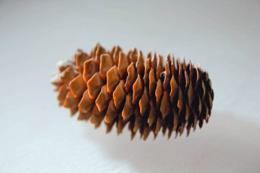 Siyah ve beyaz arka plan uçuş efekti üzerindeki makro fotoğrafçılıktaki tümsekler kahverengi arka plan dokusunu şişirir