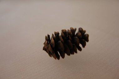 Siyah ve beyaz arka plan uçuş efekti üzerindeki makro fotoğrafçılıktaki tümsekler kahverengi arka plan dokusunu şişirir