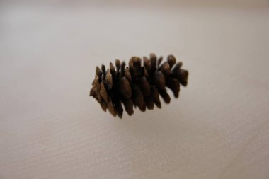 Siyah ve beyaz arka plan uçuş efekti üzerindeki makro fotoğrafçılıktaki tümsekler kahverengi arka plan dokusunu şişirir