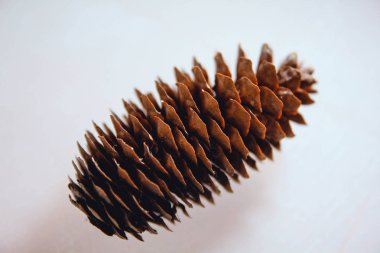 Siyah ve beyaz arka plan uçuş efekti üzerindeki makro fotoğrafçılıktaki tümsekler kahverengi arka plan dokusunu şişirir