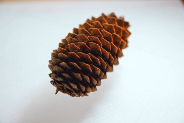 Siyah ve beyaz arka plan uçuş efekti üzerindeki makro fotoğrafçılıktaki tümsekler kahverengi arka plan dokusunu şişirir