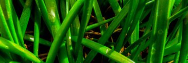 Yaz gününde yeşil çim arka plan