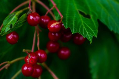 Yeşil yeşillik arkaplan dokusunda parlak kırmızı dut viburnum