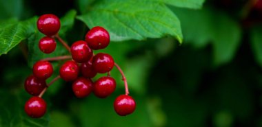 Yeşil yeşillik arkaplan dokusunda parlak kırmızı dut viburnum