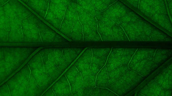 tree leave. the veins of the leaf. Wallpaper for your desktop background texture