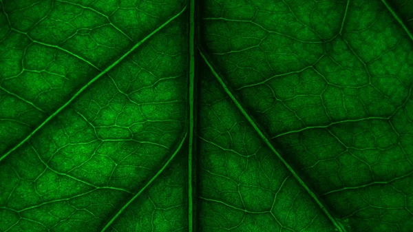 Licença Árvore Veias Folha Papel Parede Para Sua Textura Fundo — Fotografia de Stock
