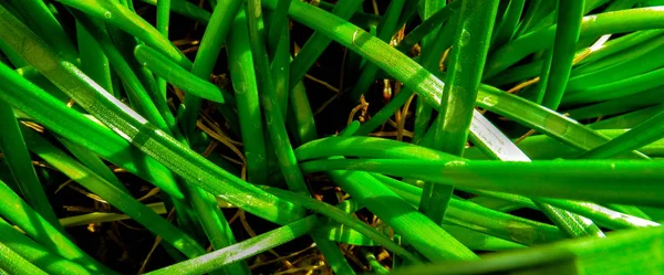 Green Grass Background Summer Day — Stock Photo, Image