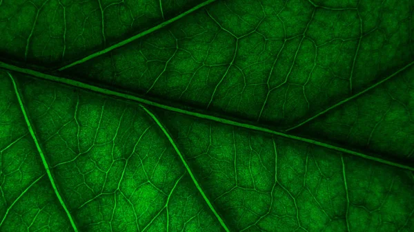 Tree Leave Veins Leaf Wallpaper Your Desktop Background Texture — Stock Photo, Image