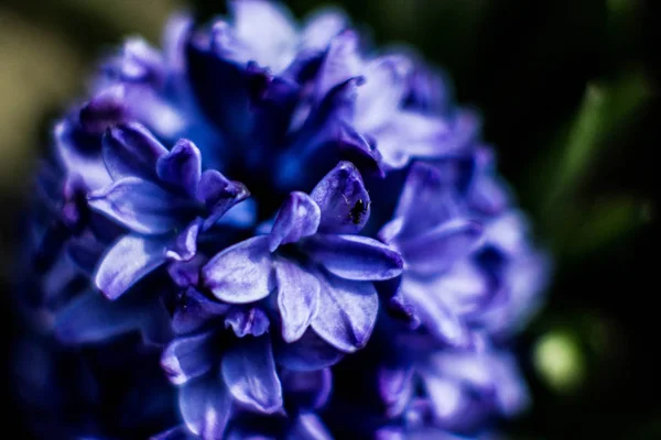 花のヒヤシンスは マクロで美しい色の写真です — ストック写真