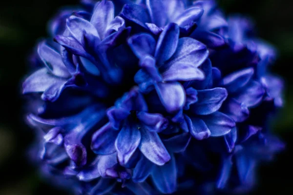 Flowers Hyacinths Beautiful Color Photos Macro — Stock Photo, Image