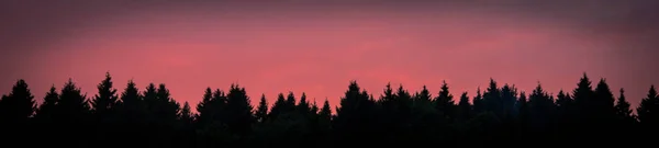 crimson-red sunset seen from behind the trees. sunset making its way through the trunks of a pine tree. beautiful color. screensaver for your desktop. background texture. desktop Wallpapers