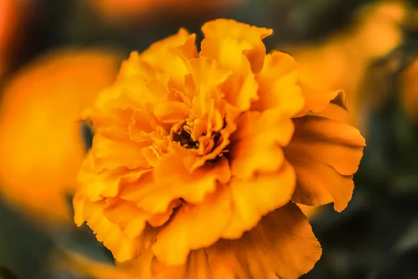 Flower Marigold Macro Green Background — Stock Photo, Image