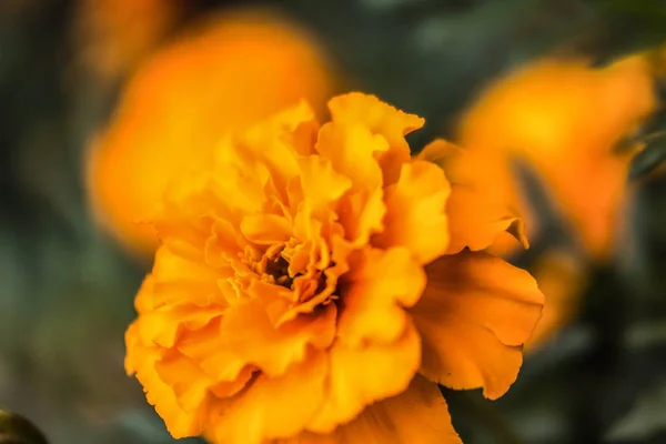 Flower Marigold Macro Green Background — ストック写真