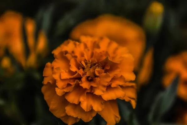 Flower Marigold Macro Green Background — ストック写真