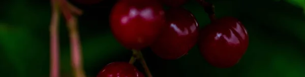Bright Red Berry Viburnum Green Foliage Background Texture — ストック写真