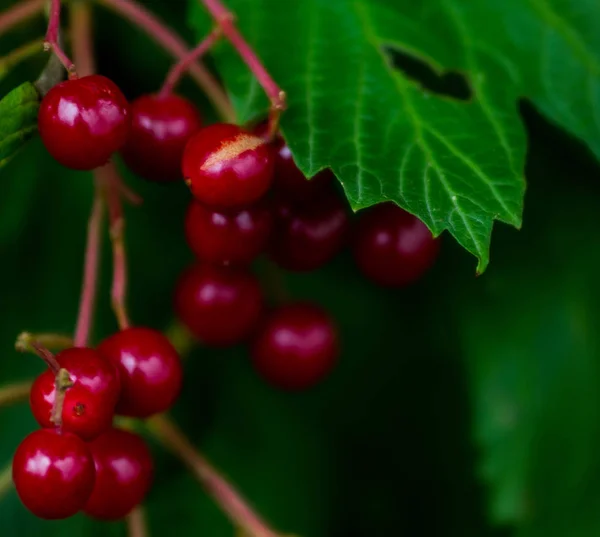 Jasně Červená Bobule Viburnum Zeleném Listoví Pozadí Textury — Stock fotografie