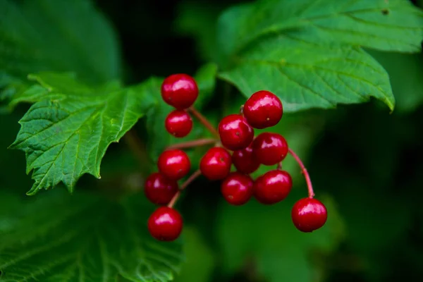 Helder Rood Bessen Viburnum Groen Gebladerte Achtergrond Textuur — Stockfoto