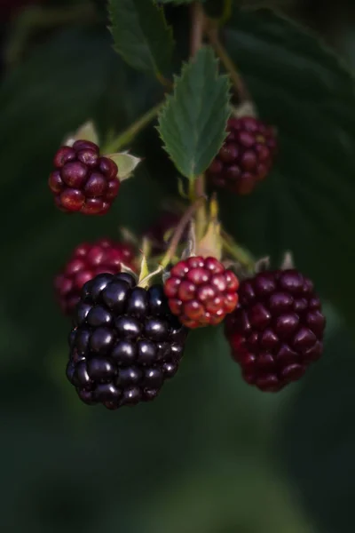 Blackberry Спелые Незрелые Ветвях Буша Солнечном Свете Макросъемки Фона Текстуры — стоковое фото
