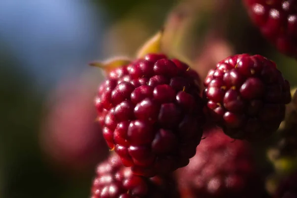 Bacca Blackberry Matura Acerba Sui Rami Cespuglio Luce Solare Macro — Foto Stock