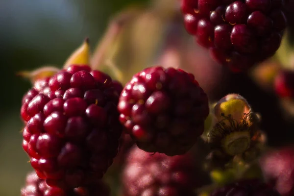 Baga Blackberry Maduro Imaturo Nos Ramos Bush Luz Solar Macro — Fotografia de Stock