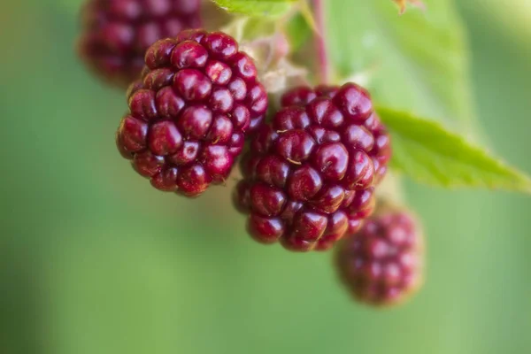 Bobule Ostružiny Zralé Nezralé Větvích Bush Slunci Makro Natáčení Pozadí — Stock fotografie