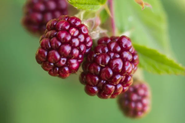 Bobule Ostružiny Zralé Nezralé Větvích Bush Slunci Makro Natáčení Pozadí — Stock fotografie