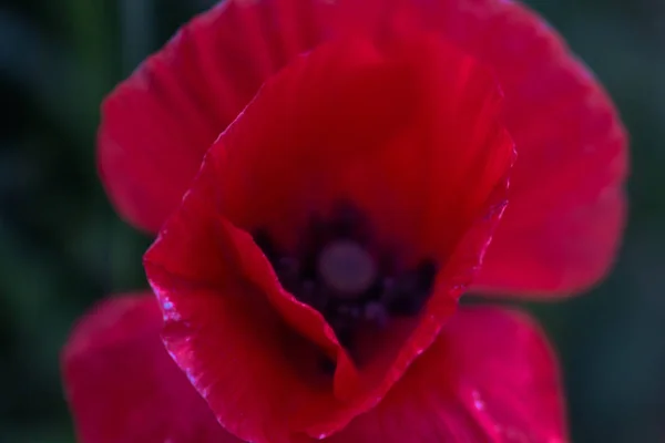 Poppy Flower Macro Photography Green Grass Background Beautiful Creamy Bokeh — 图库照片