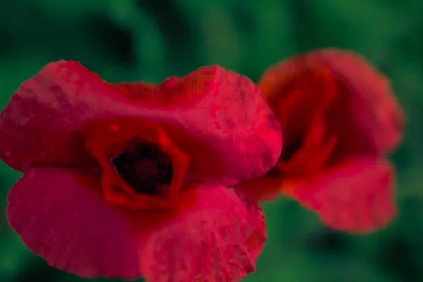 Fleur Pavot Macro Photographie Sur Fond Herbe Verte Dans Une — Photo