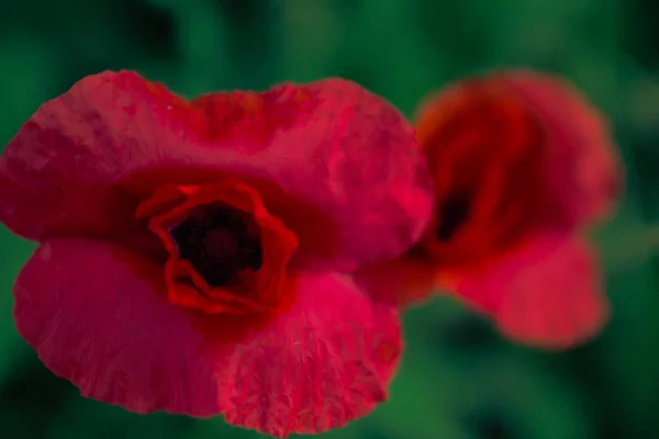 Цветок Мака Макрофотографии Зеленом Фоне Травы Красивых Кремовых Боке Фон — стоковое фото