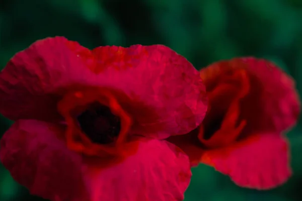 Maková Květina Makro Fotografii Zeleném Travnatém Pozadí Krásné Krémové Pozadí — Stock fotografie