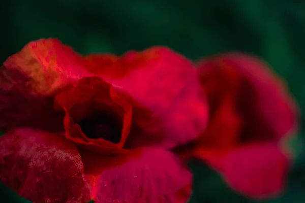 Makowy Kwiat Makro Fotografii Zielonym Tle Trawy Pięknym Kremowym Bokeh — Zdjęcie stockowe