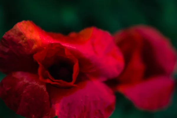 Макова Квітка Макрозйомці Фоні Зеленої Трави Красивій Кремовій Текстурі Фону — стокове фото