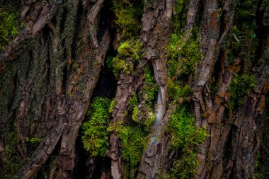 Ağacın dokulu dokusunda yosun yetişiyor..
