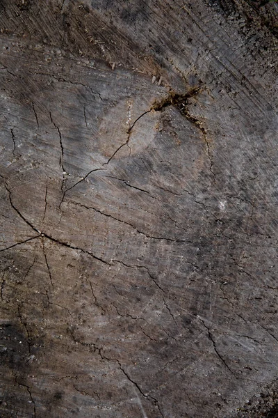 Die Textur Eines Baumstumpfes Von Einem Gefällten Baum Glatte Holzoberfläche — Stockfoto