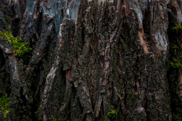 Texturierte Struktur Eines Baumes Mit Darauf Wachsendem Moos — Stockfoto