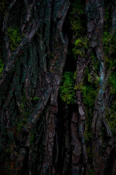 Texture Strutturata Albero Con Muschio Che Cresce Esso — Foto Stock