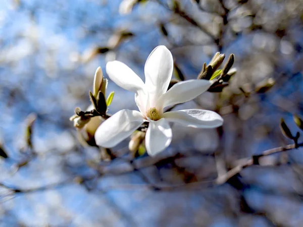 Weiße Magnolie Garten — Stockfoto