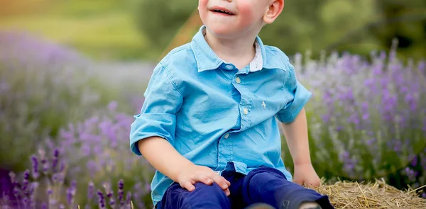 Kleine jongen in lavendel — Stockfoto