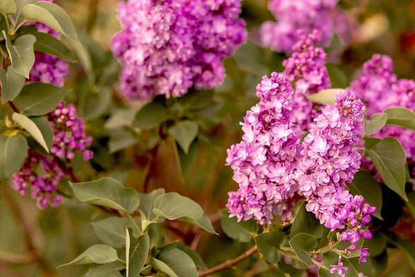 Flowering branches of lilac in the spring garden — Stock Photo, Image