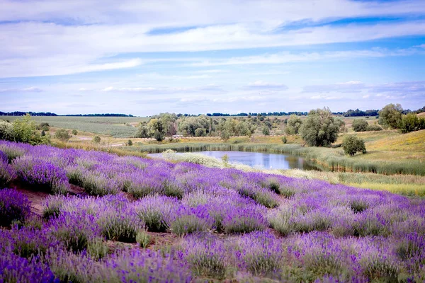 Campo de lavanda floresce contra o lago — Fotografia de Stock